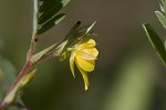 Sensitive partridge pea