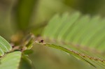 Sensitive partridge pea