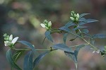 White turtlehead