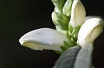 White turtlehead