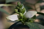 White turtlehead