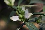 White turtlehead