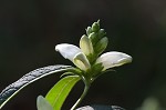 White turtlehead