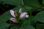 Pink turtlehead