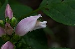 Pink turtlehead