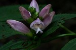 Pink turtlehead