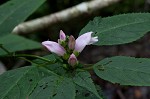 Pink turtlehead