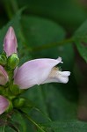 Pink turtlehead