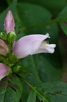 Pink turtlehead