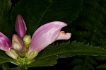 Pink turtlehead