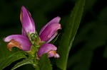 Pink turtlehead