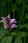 Pink turtlehead