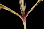 Paraguayan windmill grass