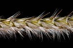 Paraguayan windmill grass