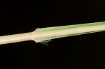 Paraguayan windmill grass