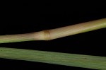 Paraguayan windmill grass