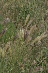 Feather fingergrass