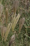 Feather fingergrass