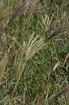 Feather fingergrass