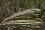 Feather fingergrass