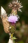 Canada thistle