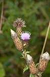 Canada thistle