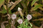 Canada thistle