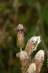 Canada thistle