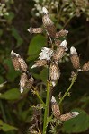 Canada thistle