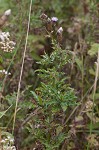 Canada thistle