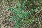 Canada thistle