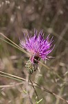 Virginia thistle