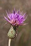 Virginia thistle