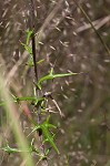 Virginia thistle