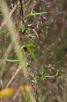 Virginia thistle