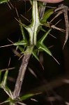 Virginia thistle