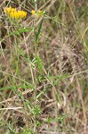 Virginia thistle