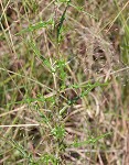 Virginia thistle