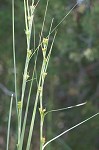 Jamaica swamp sawgrass