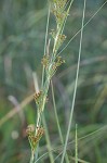 Jamaica swamp sawgrass