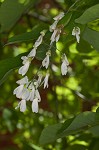 Kentucky yellowwood