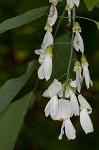 Kentucky yellowwood