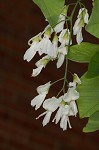 Kentucky yellowwood