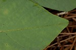 Kentucky yellowwood