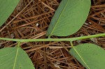 Kentucky yellowwood