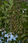 Kentucky yellowwood