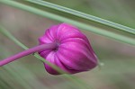 Whiteleaf leather flower