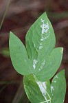 Whiteleaf leather flower