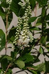 Sweet pepperbush