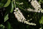 Sweet pepperbush